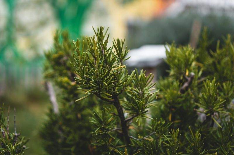 Plantas resistentes para jardines con poco mantenimiento