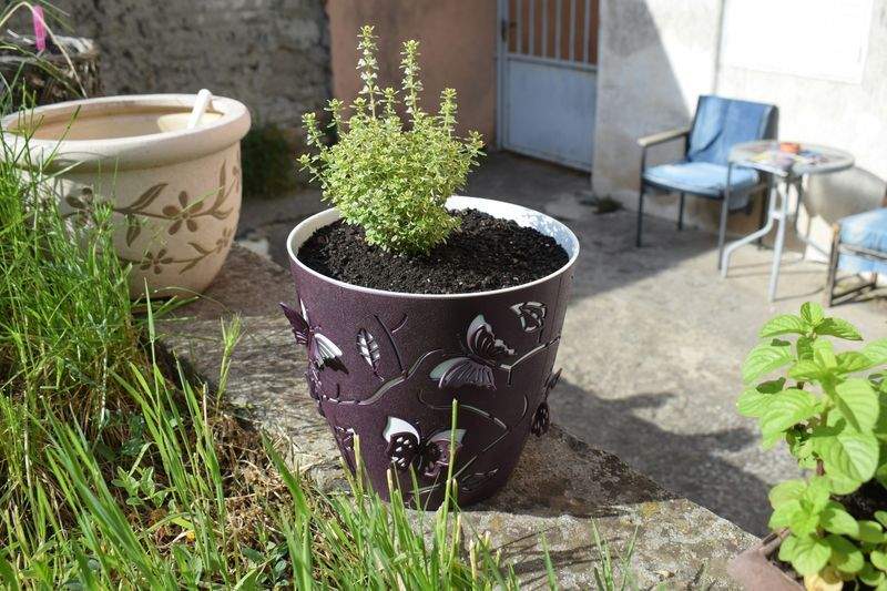 Plantación de especies ornamentales y autóctonas